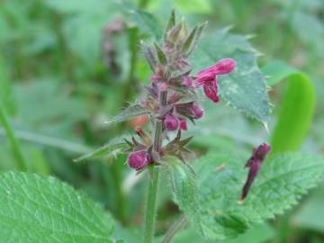 Fotografia da espécie Stachys sylvatica