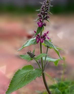 Fotografia 11 da espécie Stachys sylvatica no Jardim Botânico UTAD