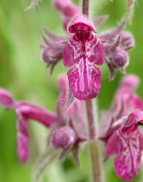 Fotografia 13 da espécie Stachys sylvatica no Jardim Botânico UTAD