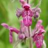 Fotografia 13 da espécie Stachys sylvatica do Jardim Botânico UTAD