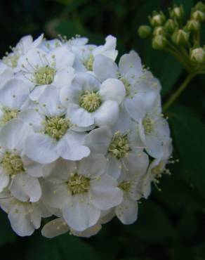 Fotografia 4 da espécie Spiraea cantoniensis no Jardim Botânico UTAD