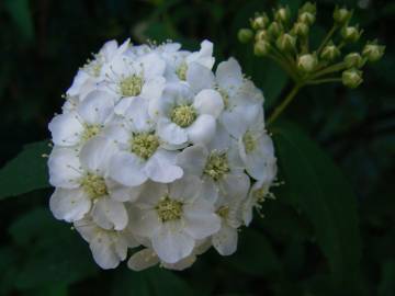 Fotografia da espécie Spiraea cantoniensis