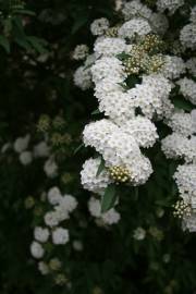 Fotografia da espécie Spiraea cantoniensis