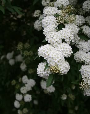 Fotografia 5 da espécie Spiraea cantoniensis no Jardim Botânico UTAD