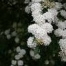 Fotografia 5 da espécie Spiraea cantoniensis do Jardim Botânico UTAD