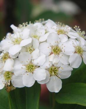 Fotografia 6 da espécie Spiraea cantoniensis no Jardim Botânico UTAD