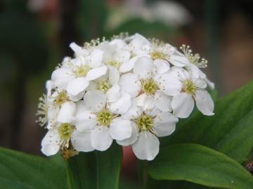 Fotografia da espécie Spiraea cantoniensis