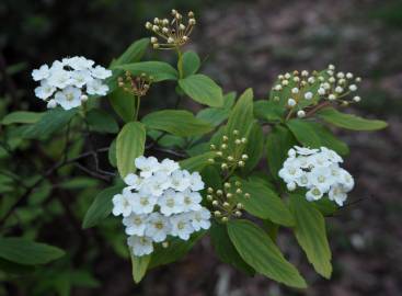 Fotografia da espécie Spiraea cantoniensis