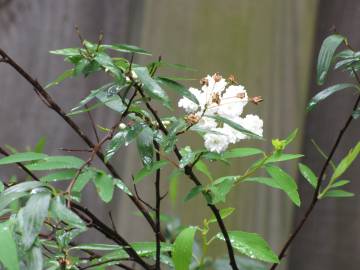 Fotografia da espécie Spiraea cantoniensis