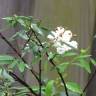 Fotografia 8 da espécie Spiraea cantoniensis do Jardim Botânico UTAD