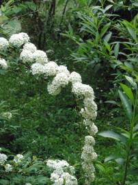 Fotografia da espécie Spiraea cantoniensis