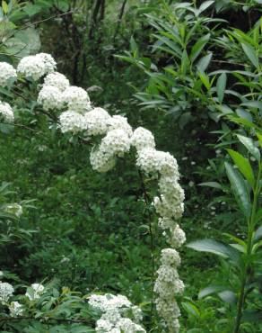 Fotografia 9 da espécie Spiraea cantoniensis no Jardim Botânico UTAD