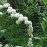 Fotografia 9 da espécie Spiraea cantoniensis do Jardim Botânico UTAD