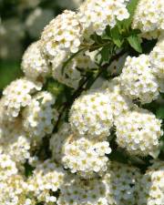 Fotografia da espécie Spiraea cantoniensis