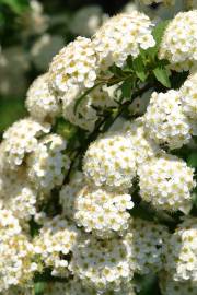 Fotografia da espécie Spiraea cantoniensis