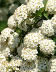 Spiraea cantoniensis