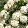 Fotografia 1 da espécie Spiraea cantoniensis do Jardim Botânico UTAD