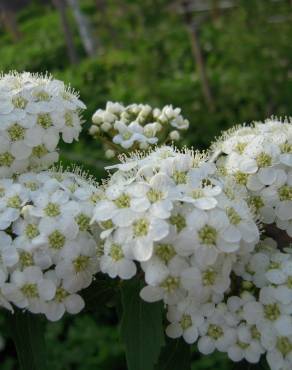 Fotografia 10 da espécie Spiraea cantoniensis no Jardim Botânico UTAD