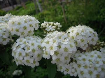 Fotografia da espécie Spiraea cantoniensis