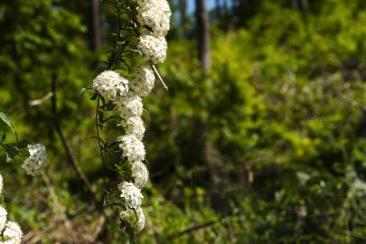 Fotografia da espécie Spiraea cantoniensis