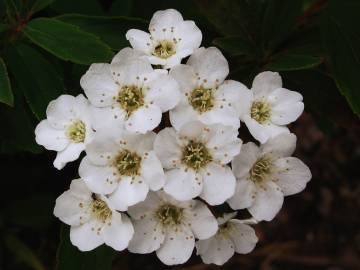 Fotografia da espécie Spiraea cantoniensis