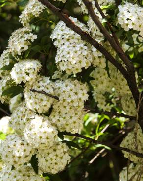 Fotografia 13 da espécie Spiraea cantoniensis no Jardim Botânico UTAD