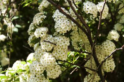 Fotografia da espécie Spiraea cantoniensis