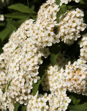 Fotografia 14 da espécie Spiraea cantoniensis no Jardim Botânico UTAD