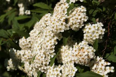 Fotografia da espécie Spiraea cantoniensis