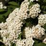 Fotografia 14 da espécie Spiraea cantoniensis do Jardim Botânico UTAD