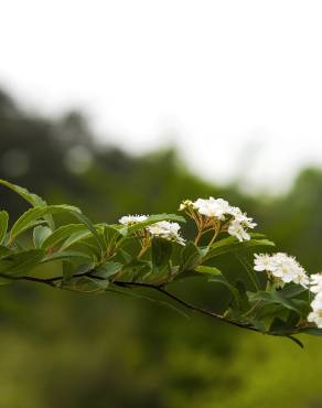 Fotografia 15 da espécie Spiraea cantoniensis no Jardim Botânico UTAD