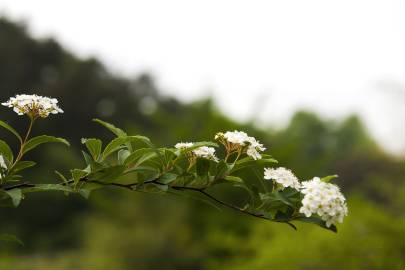 Fotografia da espécie Spiraea cantoniensis