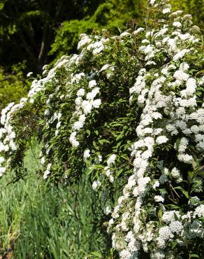 Fotografia 16 da espécie Spiraea cantoniensis no Jardim Botânico UTAD