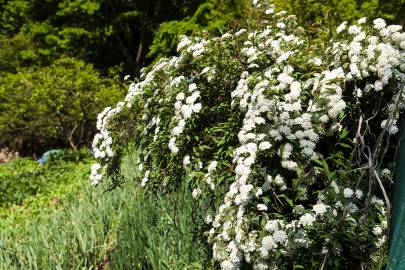 Fotografia da espécie Spiraea cantoniensis