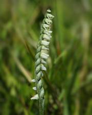 Fotografia da espécie Spiranthes spiralis