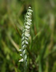 Spiranthes spiralis