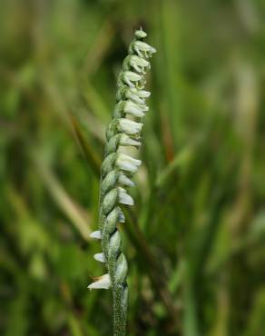 Fotografia 1 da espécie Spiranthes spiralis no Jardim Botânico UTAD