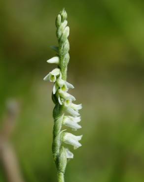 Fotografia 7 da espécie Spiranthes spiralis no Jardim Botânico UTAD