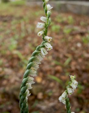 Fotografia 8 da espécie Spiranthes spiralis no Jardim Botânico UTAD