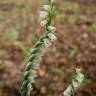 Fotografia 8 da espécie Spiranthes spiralis do Jardim Botânico UTAD