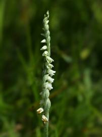 Fotografia da espécie Spiranthes spiralis