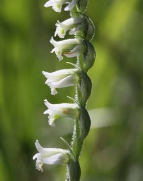 Fotografia 11 da espécie Spiranthes spiralis no Jardim Botânico UTAD