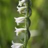 Fotografia 11 da espécie Spiranthes spiralis do Jardim Botânico UTAD