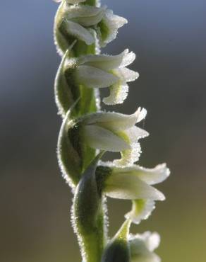 Fotografia 12 da espécie Spiranthes spiralis no Jardim Botânico UTAD