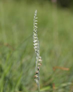 Fotografia 16 da espécie Spiranthes spiralis no Jardim Botânico UTAD