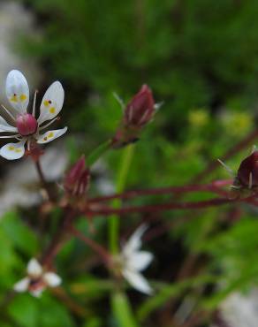 Fotografia 10 da espécie Saxifraga stellaris no Jardim Botânico UTAD