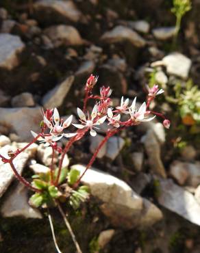 Fotografia 11 da espécie Saxifraga stellaris no Jardim Botânico UTAD