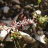 Fotografia 11 da espécie Saxifraga stellaris do Jardim Botânico UTAD