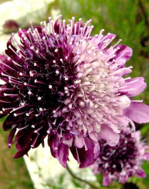 Fotografia 9 da espécie Scabiosa atropurpurea no Jardim Botânico UTAD