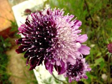 Fotografia da espécie Scabiosa atropurpurea